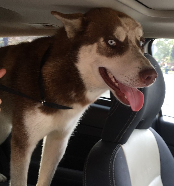 Found young male husky