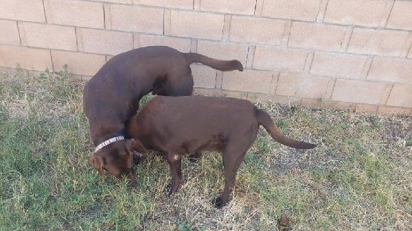 2 Chocolate Labs Found