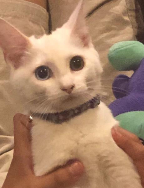 Lost Female White Cat with Different Color Eyes