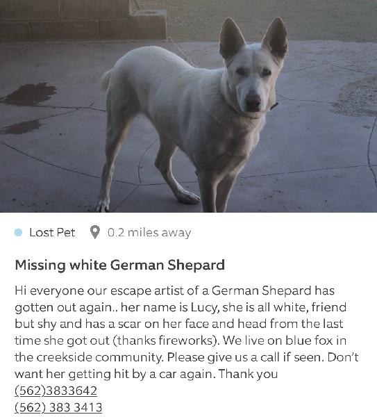 Reward lost white German Shepard 