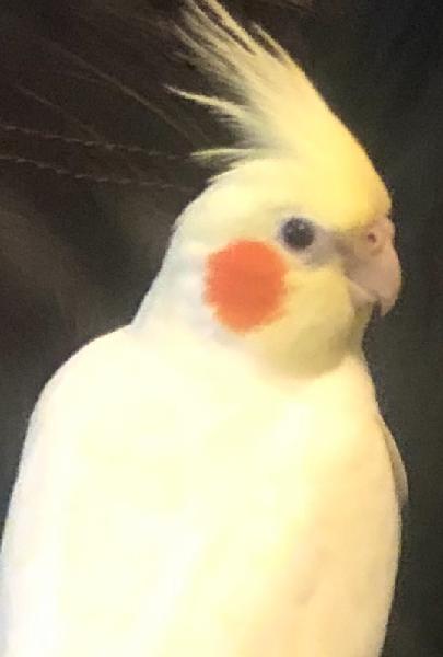 LOST BIRD - Cockatiel