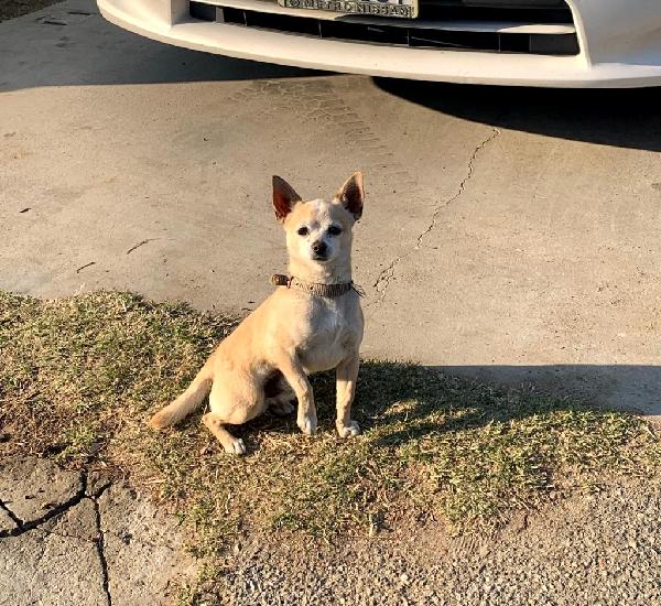 Lost Dog IN. CHINO