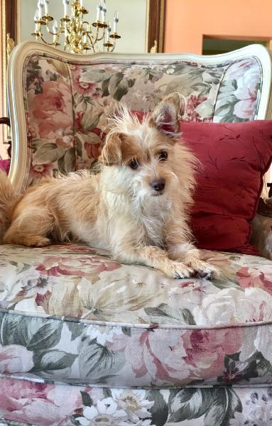 Lost Dog (Terrier Mix)