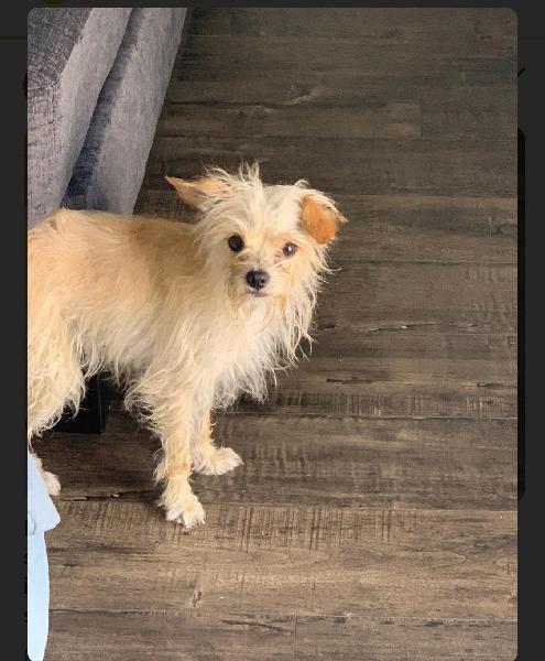 Found fur baby 