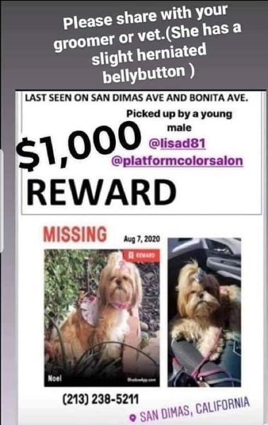 Help Find Noel 