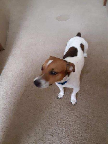 Found Jack Russell