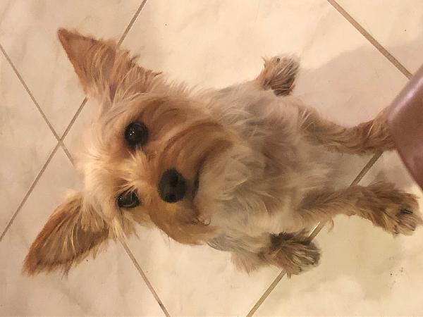 Lost Yorkie 9-11 Beaumont
