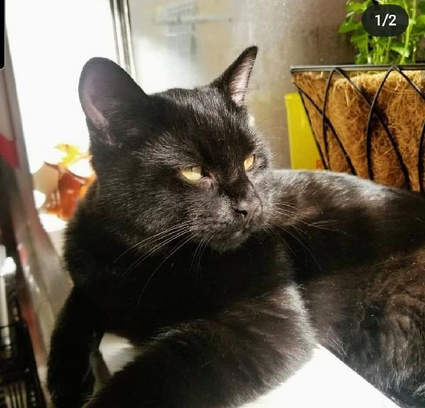 Lost young black male cat