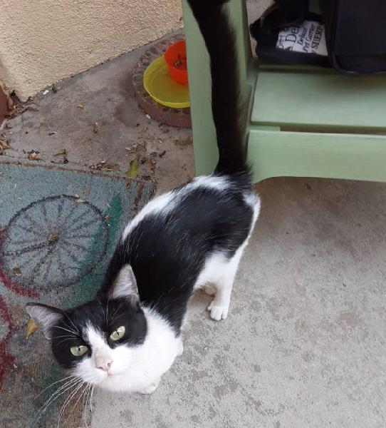 FOUND YOUNG CAT - CHINO HILLS