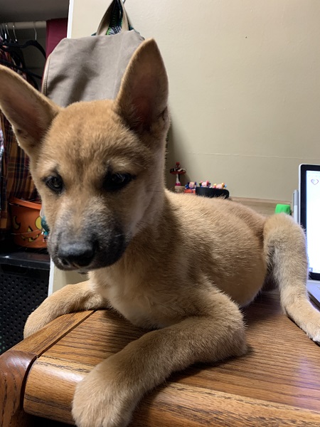 Found Shiba Inu Puppy (6-8 weeks)