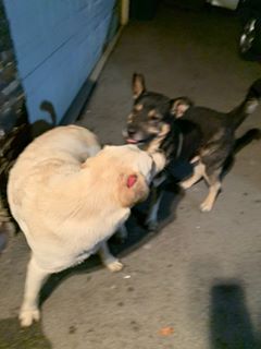 Two found dogs