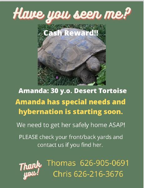 Desert Tortoise On The Run