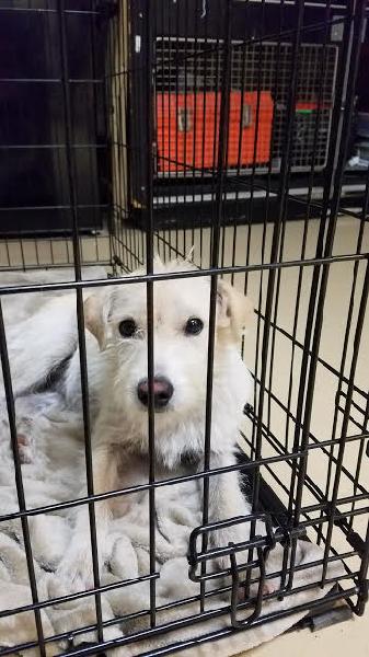 FOUND DOG - Small White Male Terrier (Young Adult)