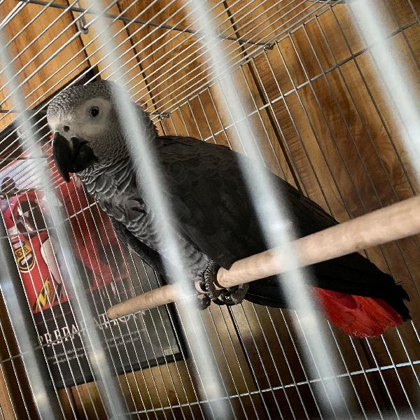 Found Grey Parrot