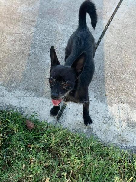 Black Chihuahua found 10/19 in Chino