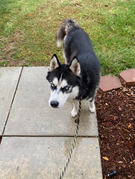 Young Male Husky found 11/6