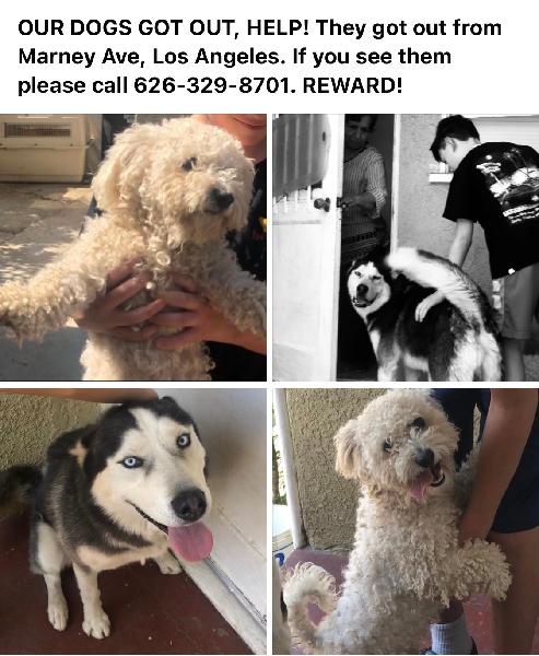 LOST DOGS