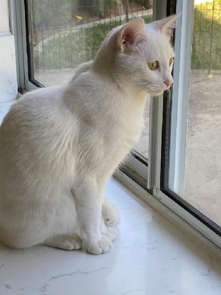 Found White Cat in Chino Hills