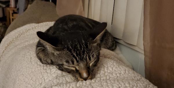 Kitten Found 