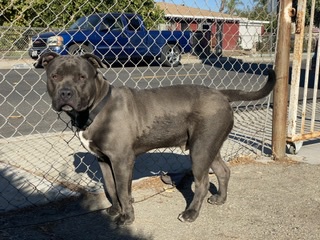 Pitbull