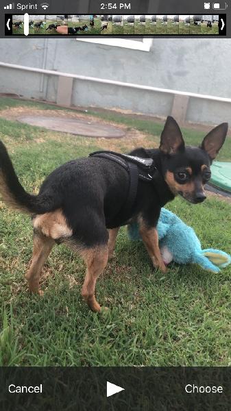 Lost Female Chihuahua 