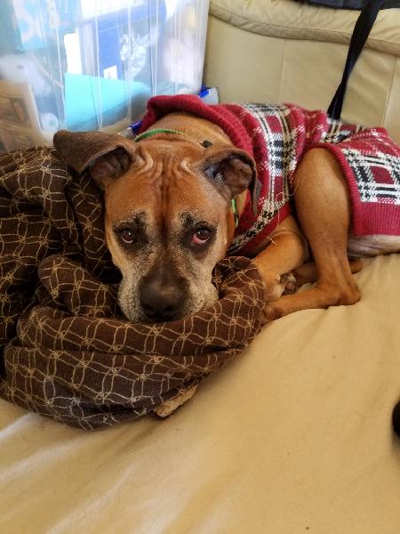 Lost 12-year old Boxer mix