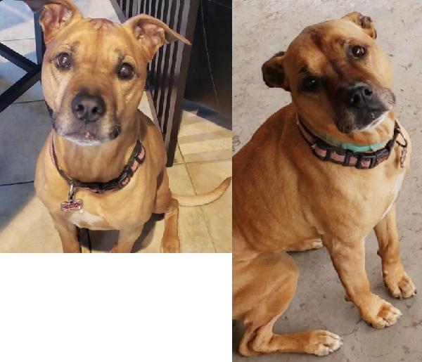 Missing Brown Female Dog Near Town and County Ave