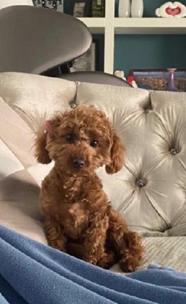 LOST POODLE - CHINO HILLS