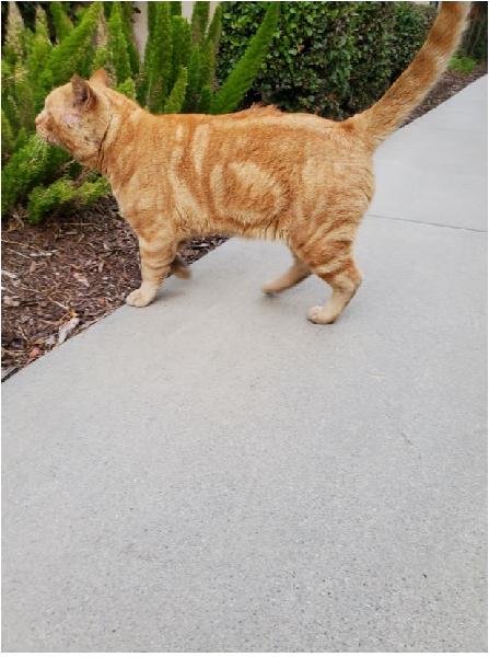 Found: Orange male cat