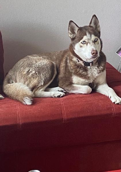 I lost my baby girl Female Siberian Husky 