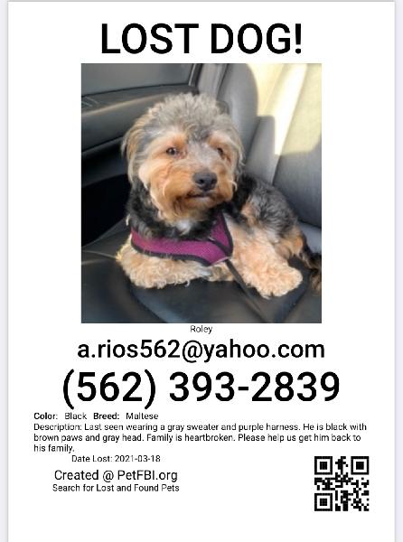 Lost Dog Roley