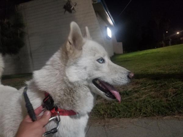 Found White dog in West Covina by Willow and Merced