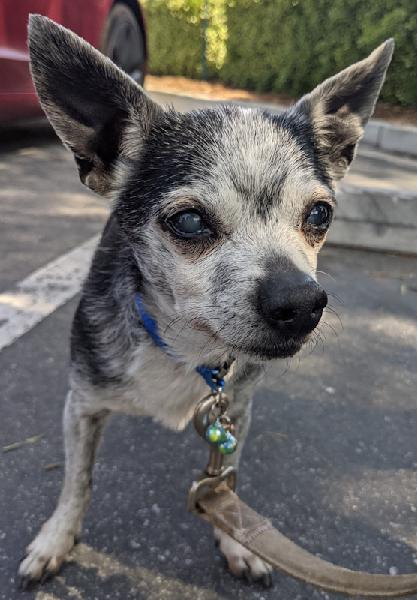 Lost older male chihuahua found on Moreno Street