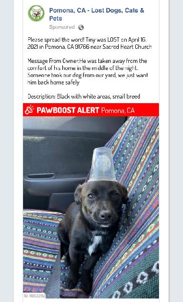 Missing Dog that was stolen from his home 