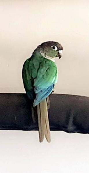 FOUND PARROT - CHINO 