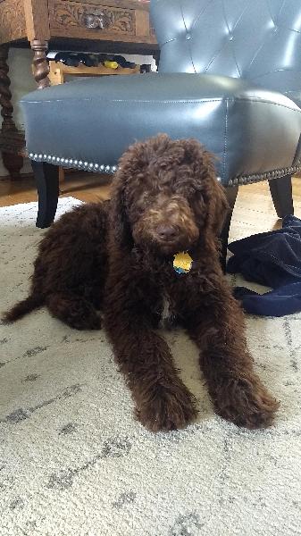 6/14/21 Lost Chocolate Standard Poodle
