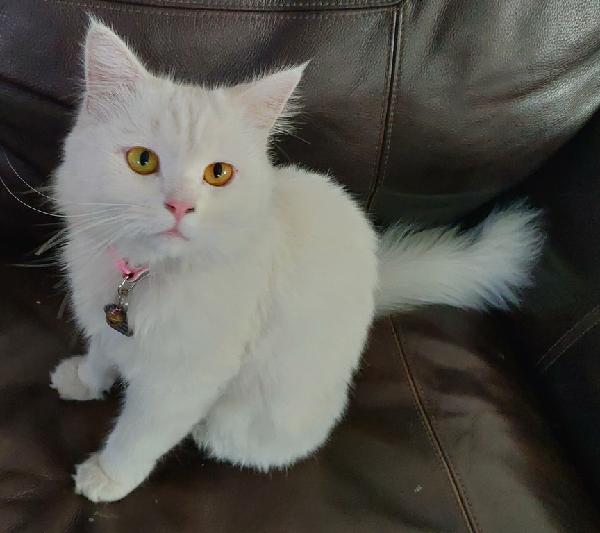 Lost Cat "Bella" White Persian ($200 Reward)