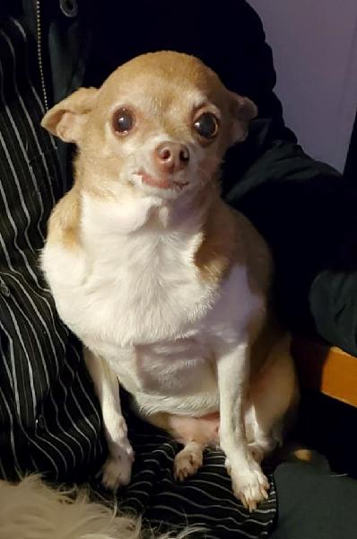 LOST SENIOR DOG WITH BREAST CANCER