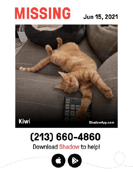 LOST Male Orange Tabby Cat