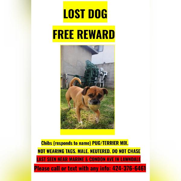 Lost dog: CHIBS. REWARD AVAILABLE!