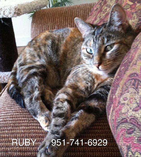 Ruby kitty North Claremont 
