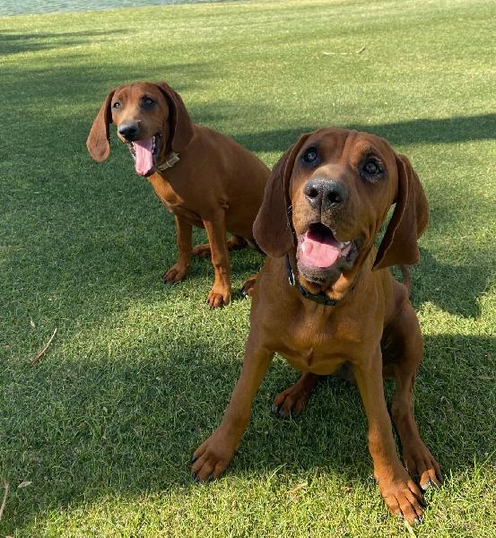  2 Redbone Coonhounds Missing
