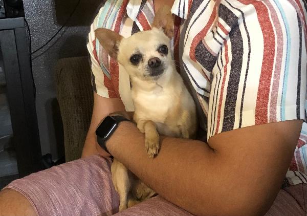 Missing Male Chihuahua 