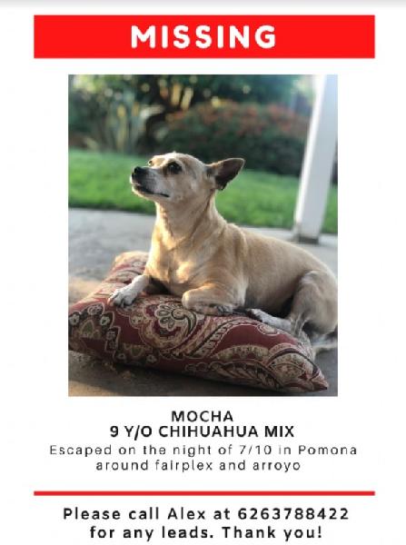 Lost Dog - Mocha The Chihuahua Mix