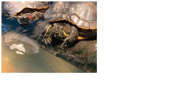 Lost Red-Eared Slider