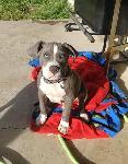 ***LOST SPECIAL NEEDS CHILD'S DOG - ONTARIO***