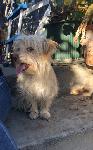Lost dog