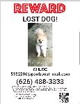 Lost Dog *Reward*