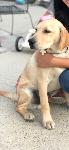 Lost Dog- Yellow Labrador