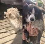 ***LOST DOGS - CHINO***